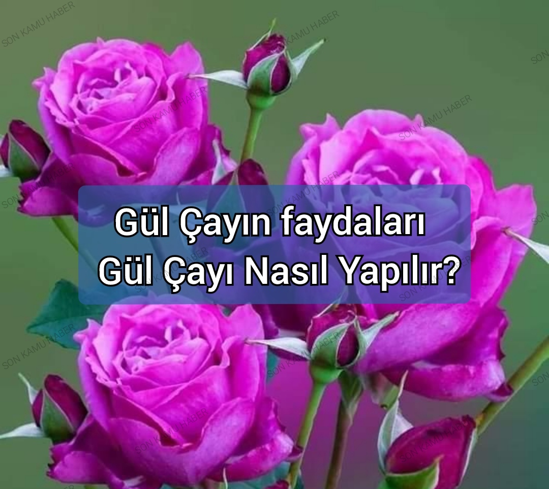 Gül Çayın faydaları – Gül çayı nasıl yapılır?